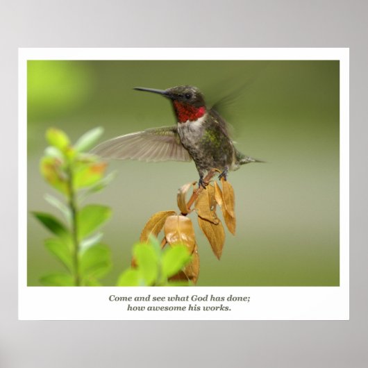 Geweldige Hummingbird Poster (Voorkant)