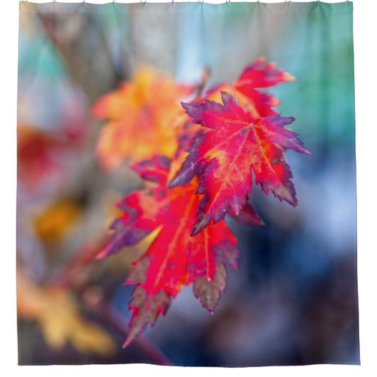 Geweldige Japanse apelbladeren Douchegordijn (Voorkant)