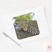Geweldige luipaard vierkante sticker (Envelop)