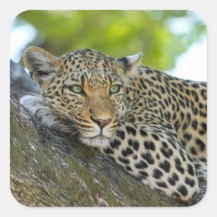 Geweldige luipaard vierkante sticker