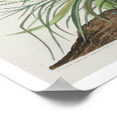 Geweldige marmerende godmet Poster van Audubon (Hoek)
