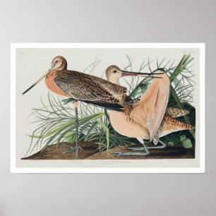 Geweldige marmerende godmet Poster van Audubon