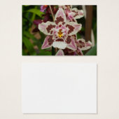 Geweldige meerkleurige falaenopsis Orchid Visitekaartjes (Voorkant /achterkant)