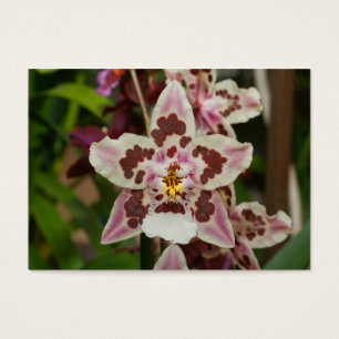 Geweldige meerkleurige falaenopsis Orchid Visitekaartjes