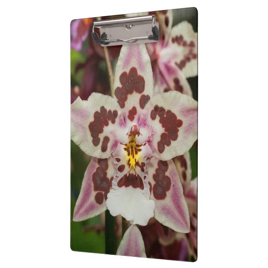 Geweldige Meerkleurige Phalaenopsis Orchidee Klembord (Links)