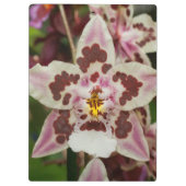Geweldige Meerkleurige Phalaenopsis Orchidee Klembord (Achterkant)