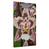 Geweldige Meerkleurige Phalaenopsis Orchidee Klembord (Rechts)