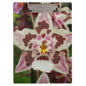 Geweldige Meerkleurige Phalaenopsis Orchidee Klembord (Voorkant)
