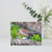 Geweldige mierenstreekvogel die een nest bouwt - C Briefkaart (Staand voorkant)