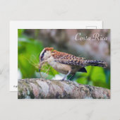 Geweldige mierenstreekvogel die een nest bouwt - C Briefkaart (Voorkant / Achterkant)