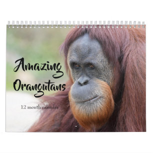 Geweldige orang-oetans 2026 kalender