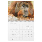 Geweldige orang-oetans 2026 kalender (Jan 2027)