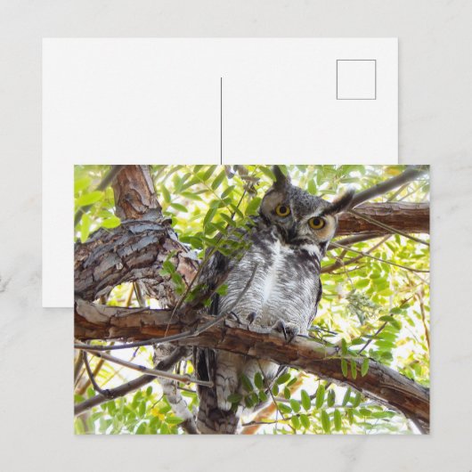 Geweldige orthoekige oplikkerij naar beneden briefkaart (Voorkant / Achterkant)