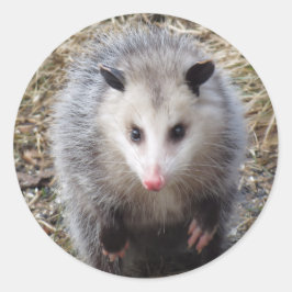 Geweldige Possum Classic Round Sticker