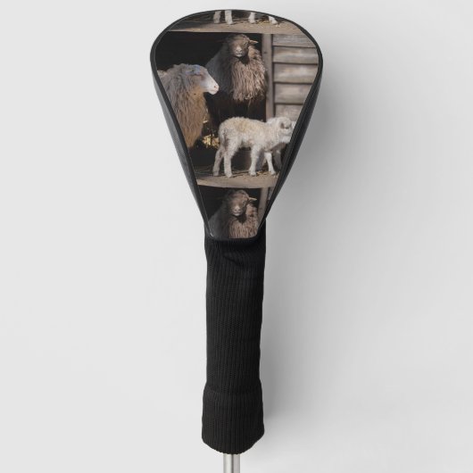 Geweldige schapen met foto van lammeren golfheadcover (Voorkant)