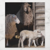 Geweldige schapen met foto van lammeren wijn etiket (Enkel label)