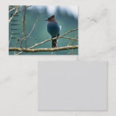 Geweldige Stellar Jay Visitekaart Visitekaartje (Voorkant / Achterkant)