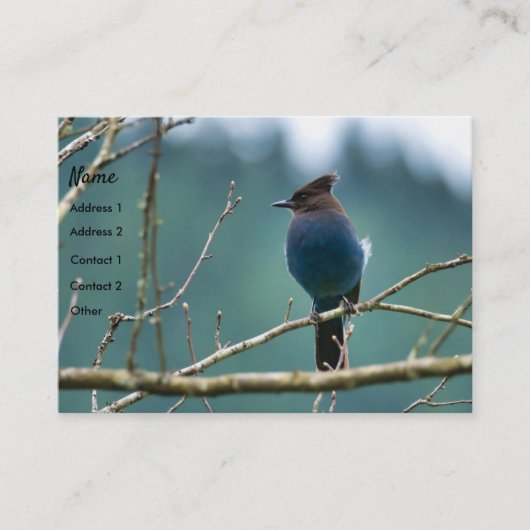 Geweldige Stellar Jay Visitekaart Visitekaartje (Voorkant)