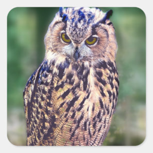 Geweldige uil vierkante sticker