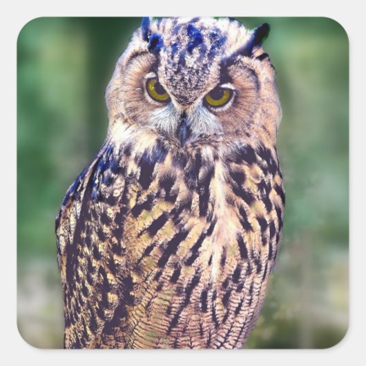 Geweldige uil vierkante sticker (Voorkant)