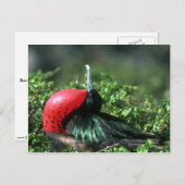 Geweldige vogelgriep, mannelijk onderwijs met grot briefkaart (Voorkant / Achterkant)