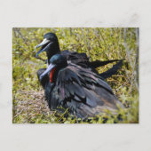 Geweldige vogels in liefde briefkaart (Voorkant)