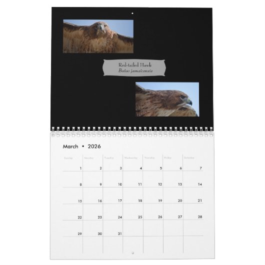 Geweldige vogelstand van de foto van 2019 kalender (Mar 2026)