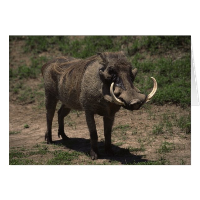 Geweldige Warthog (Voorkant Horizontaal)