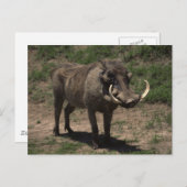 Geweldige Warthog Briefkaart (Voorkant / Achterkant)