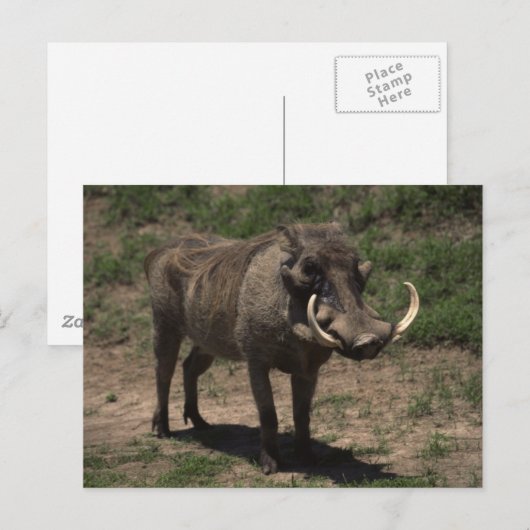 Geweldige Warthog Briefkaart (Voorkant / Achterkant)