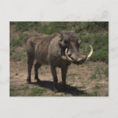 Geweldige Warthog Briefkaart (Voorkant)