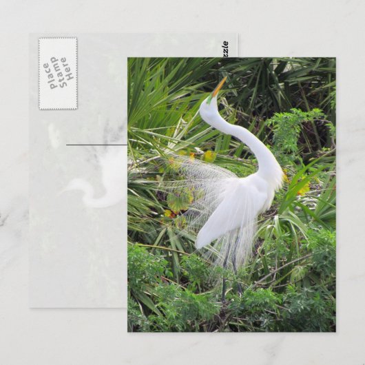 Geweldige White Egret Love Dance Briefkaart (Voorkant / Achterkant)
