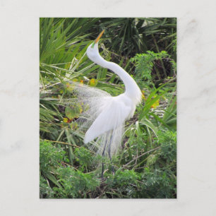 Geweldige White Egret Love Dance Briefkaart