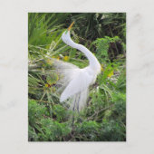 Geweldige White Egret Love Dance Briefkaart (Voorkant)