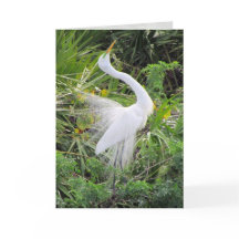 Geweldige White Egret Love Dance