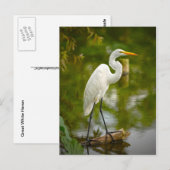 Geweldige witte haron op een logfoto briefkaart (Voorkant / Achterkant)