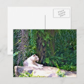 Geweldige witte tijger briefkaart (Voorkant / Achterkant)