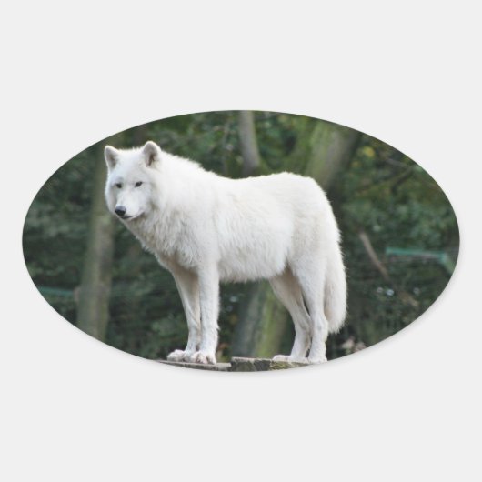 Geweldige witte wolf ovale sticker (Voorkant)
