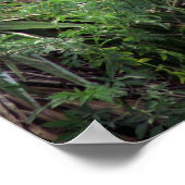 Geweldige, witte, zwarte haarstaart poster (Hoek)