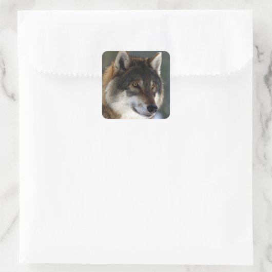 Geweldige Wolf Head Vierkante Sticker (Tas)
