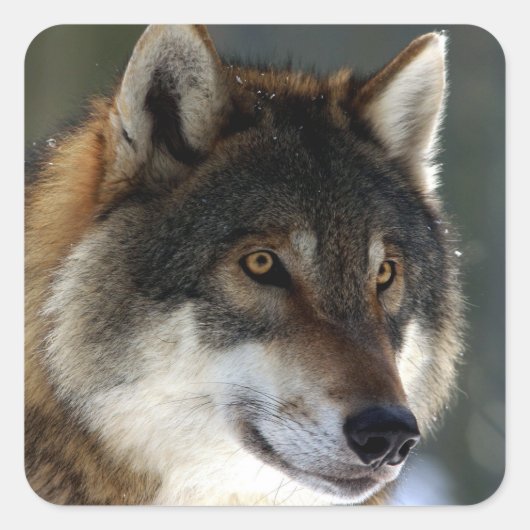Geweldige Wolf Head Vierkante Sticker (Voorkant)