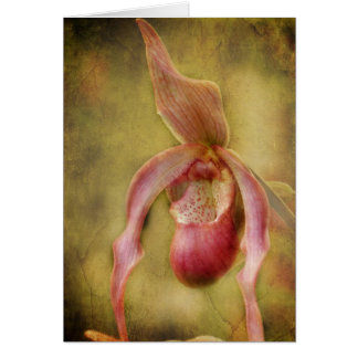 Geweven Dame Slipper Orchid