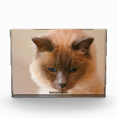 Gewijde Kat Fotoblokken (Voorkant)