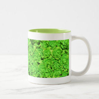 Gewijzigde limoenbloemige vetplanten koffiekop tweekleurige koffiemok