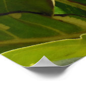 Gewijzigde noni-vrucht poster (Hoek)