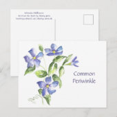 Gewone Alikruik Ansichtkaart Briefkaart (Voorkant / Achterkant)