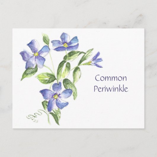 Gewone Alikruik Ansichtkaart Briefkaart (Voorkant)