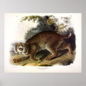 Gewone Amerikaanse Wilde Kat (Bobcat) Audubon Poster (Voorkant)