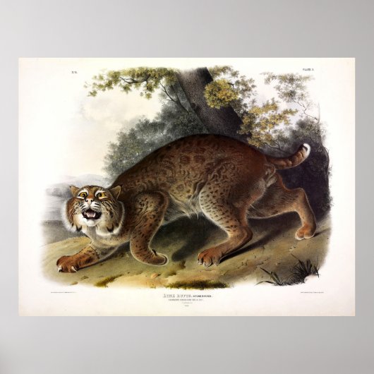 Gewone Amerikaanse Wilde Kat (Bobcat) Audubon Poster (Voorkant)