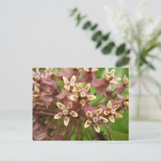 Gewone asklaver briefkaart (Staand voorkant)